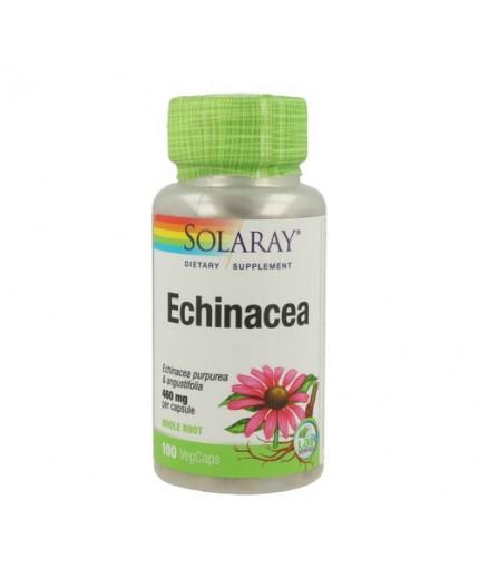 Echinacea Gelbwurzel