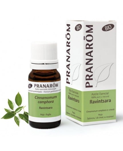 Organic Ravintsara Leaf Essential Oil Organic Ravintsara Leaf Essential Oil