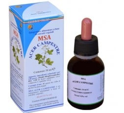 Msa Acer Campestre - Yemas