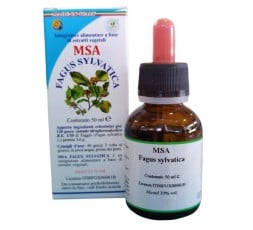 Msa Fagus Sylvatica  (Haya) - Yemas