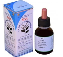 Msa Ulmus Campestris  (Olmo) - Yemas