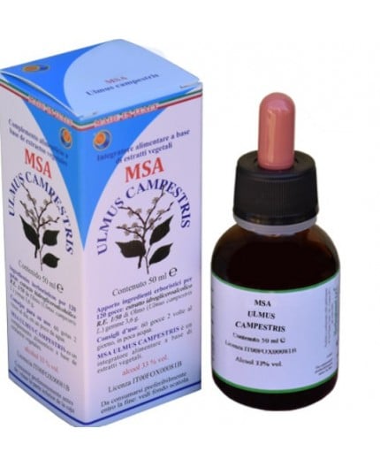 Msa Ulmus Campestris  (Olmo) - Yemas