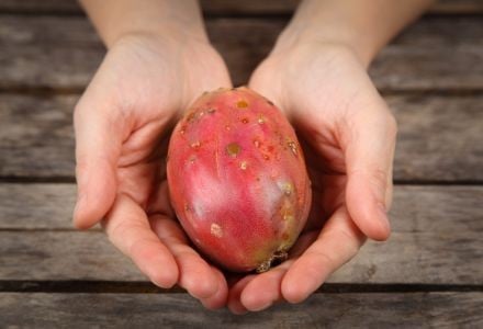 El Tuno Rojo: El Fruto Exótico de Múltiples Beneficios